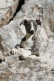 WHIPPET 082
